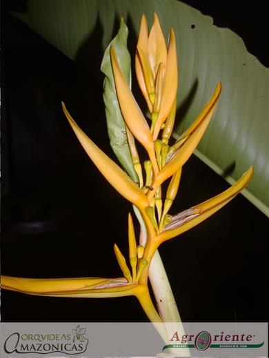 Heliconias - Heliconia lingulata